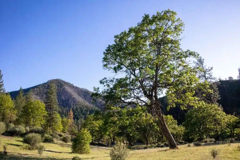Hayfork Bally Mountain Peak at the Oaktree in Trinity, County, California.