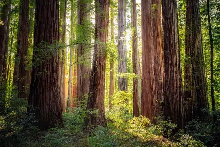 Redwoods National Park at Sunset in Humboldt